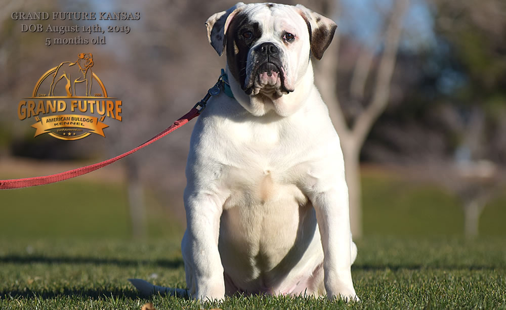 American Bulldog Stud - GRAND FUTURE KANSAS