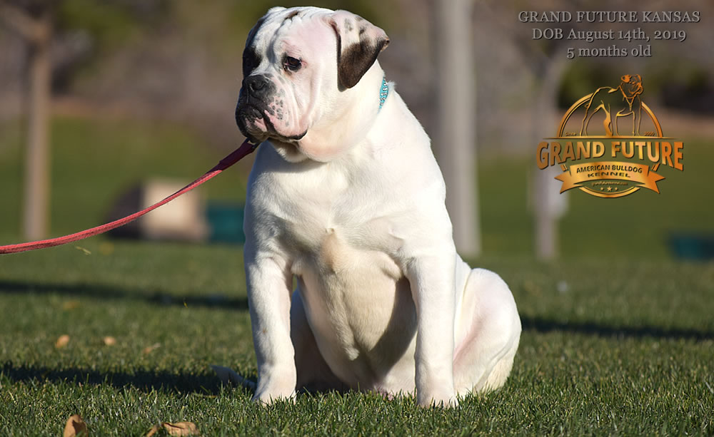 American Bulldog Stud - GRAND FUTURE KANSAS