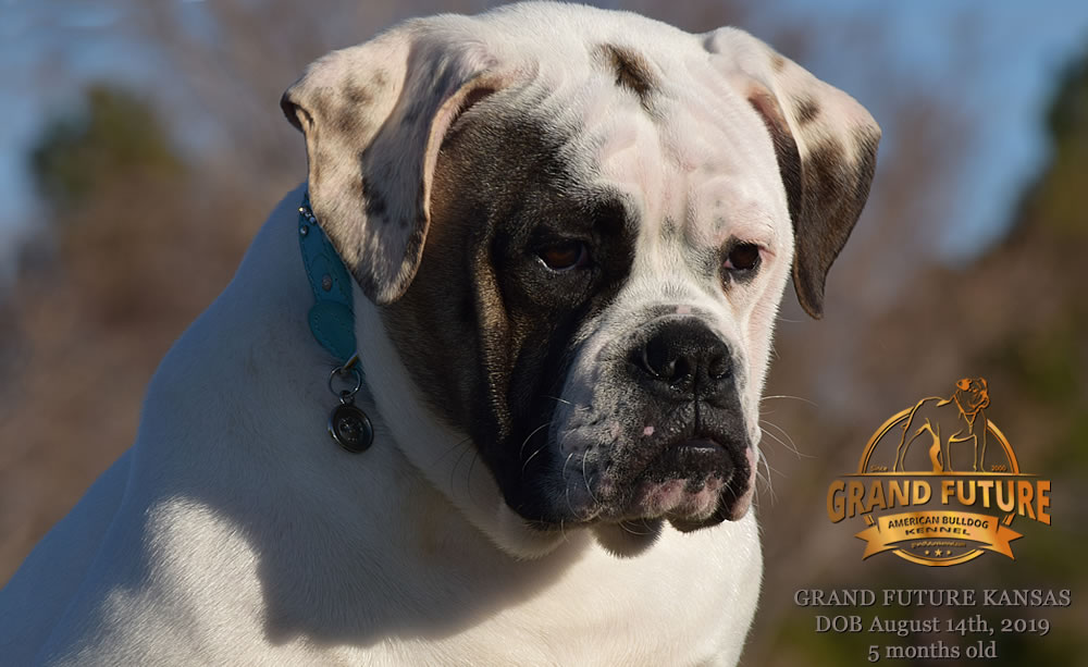 American Bulldog Stud - GRAND FUTURE KANSAS