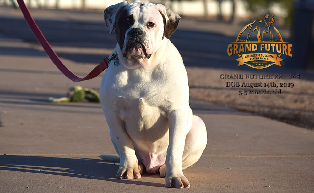 American Bulldog Stud - GRAND FUTURE KANSAS