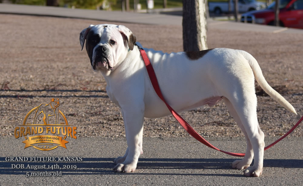 American Bulldog Stud - GRAND FUTURE KANSAS