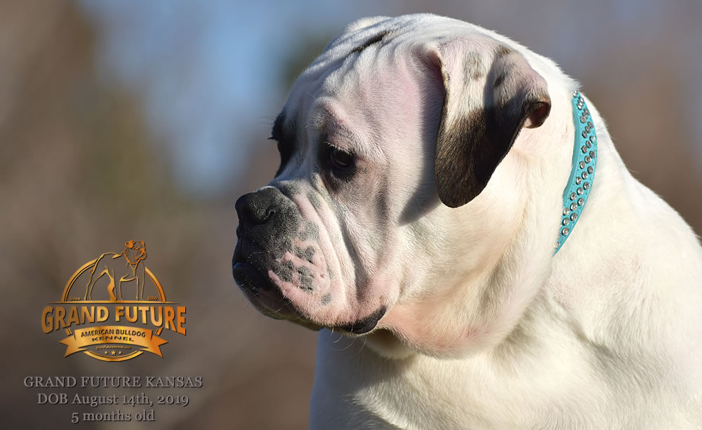 American Bulldog Stud - GRAND FUTURE KANSAS