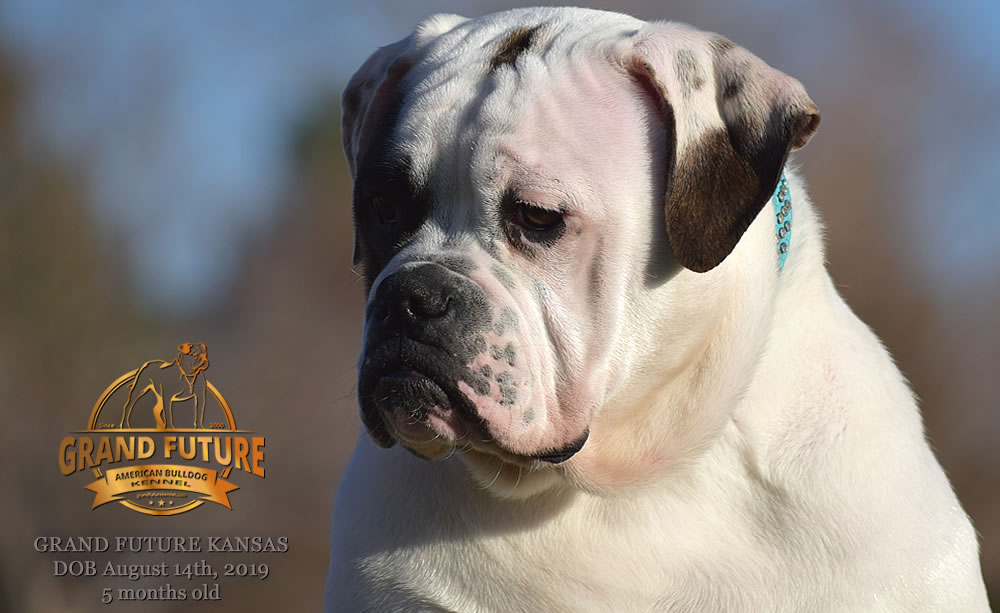 American Bulldog Stud - GRAND FUTURE KANSAS