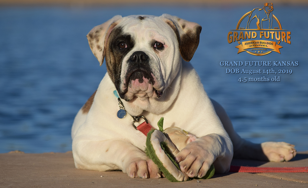 American Bulldog Stud - GRAND FUTURE KANSAS