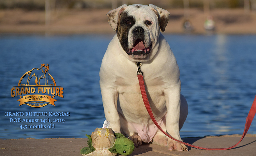 American Bulldog Stud - GRAND FUTURE KANSAS