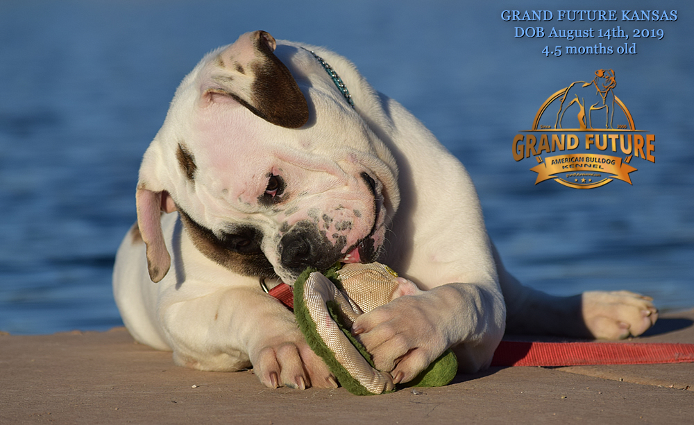 American Bulldog Stud - GRAND FUTURE KANSAS