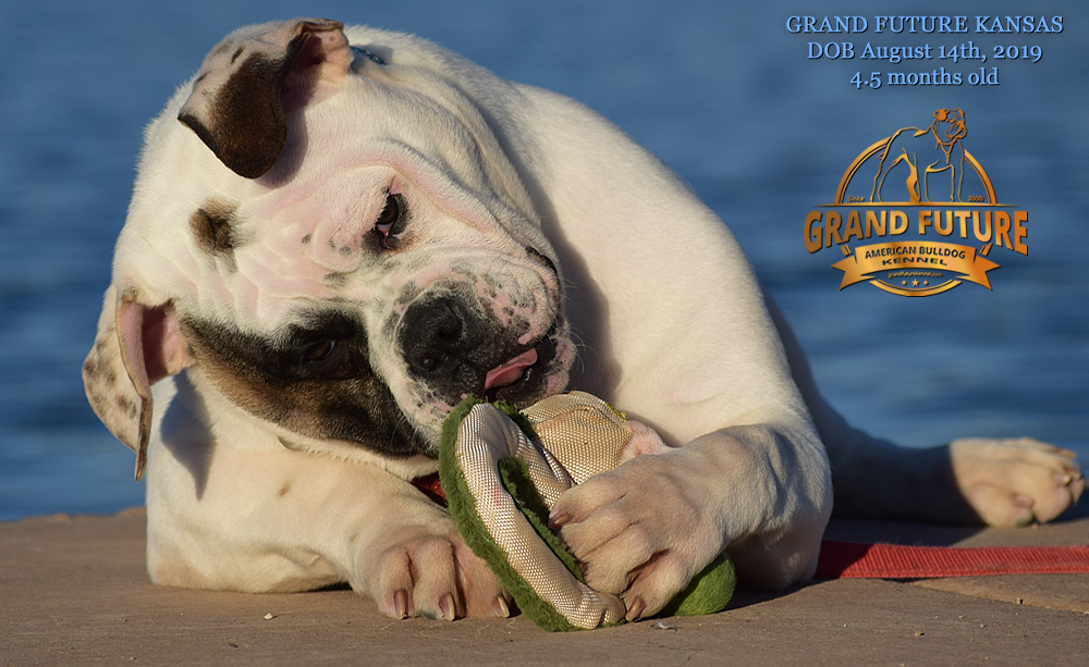 American Bulldog Stud - GRAND FUTURE KANSAS