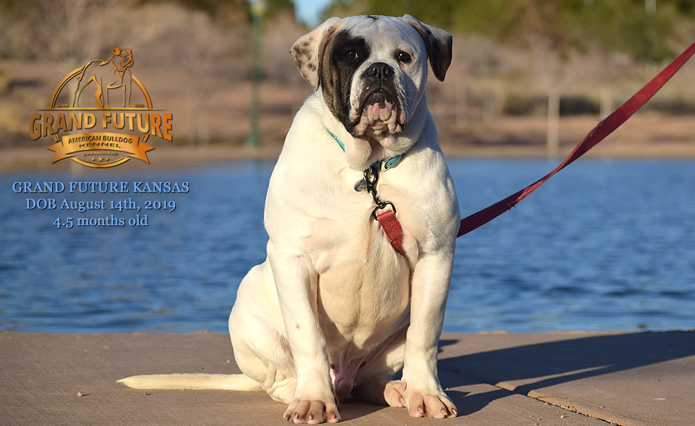 American Bulldog Stud - GRAND FUTURE KANSAS