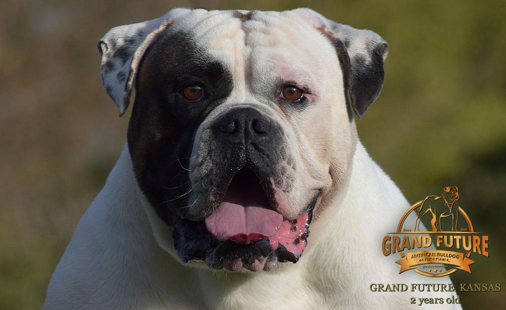 American Bulldog - Grand Future Kansas - American Bulldog Stud