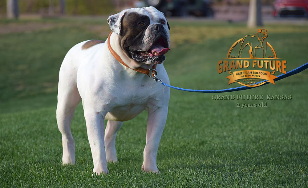 American Bulldog - Grand Future Kansas - American Bulldog Stud