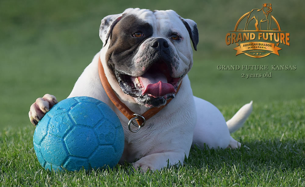 American Bulldog - Grand Future Kansas - American Bulldog Stud