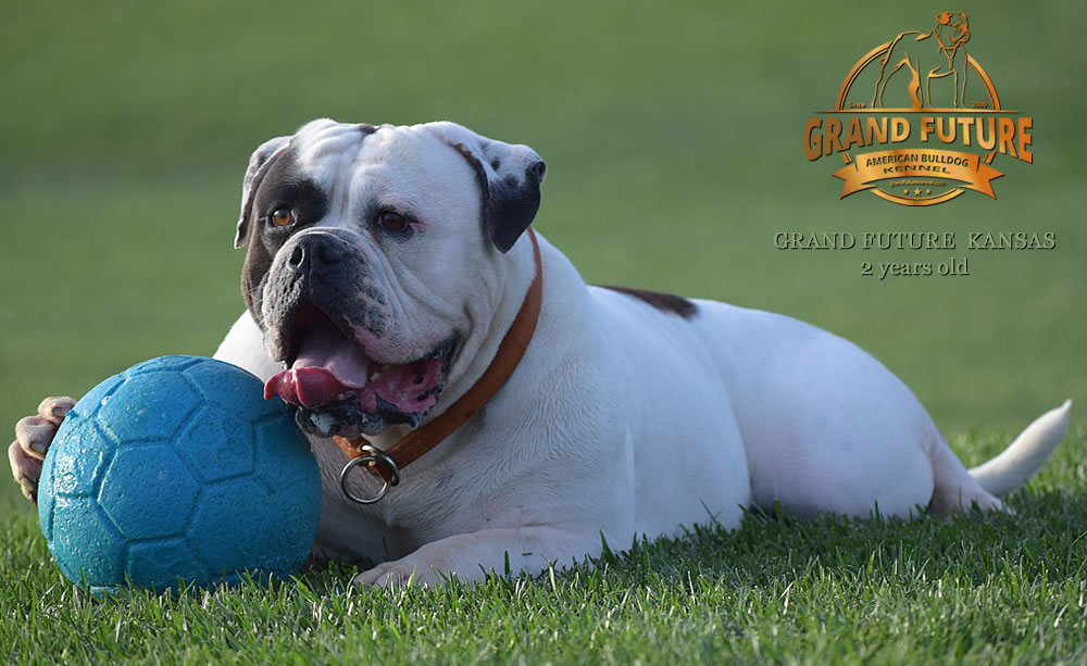 American Bulldog - Grand Future Kansas - American Bulldog Stud