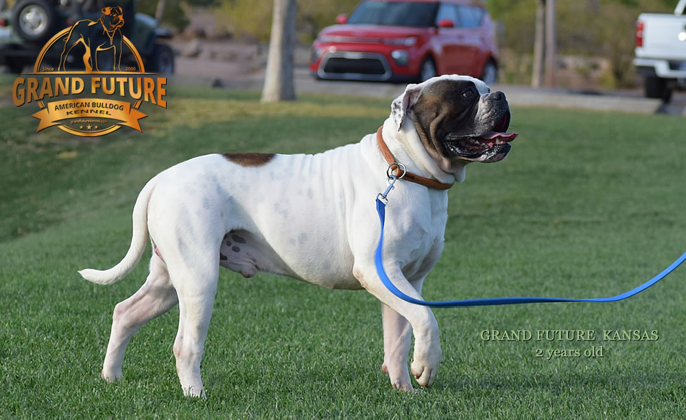 American Bulldog - Grand Future Kansas - American Bulldog Stud