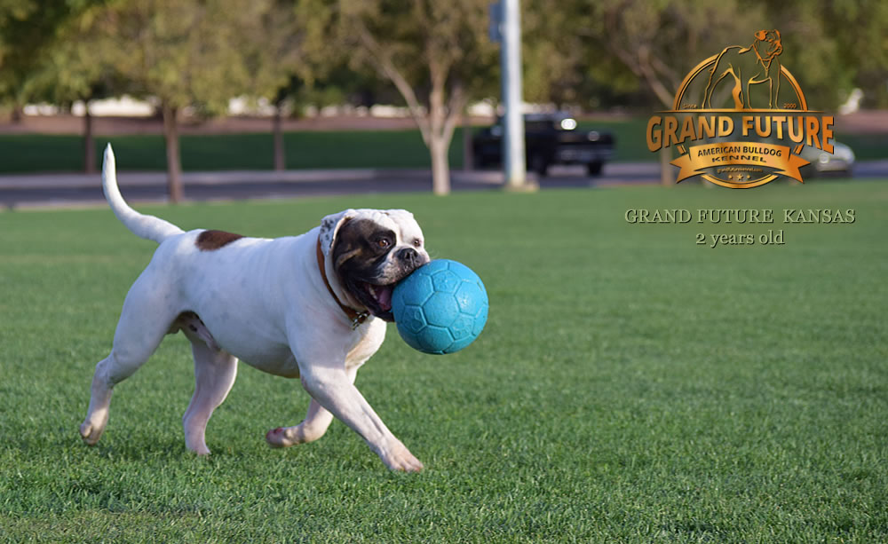 American Bulldog - Grand Future Kansas - American Bulldog Stud