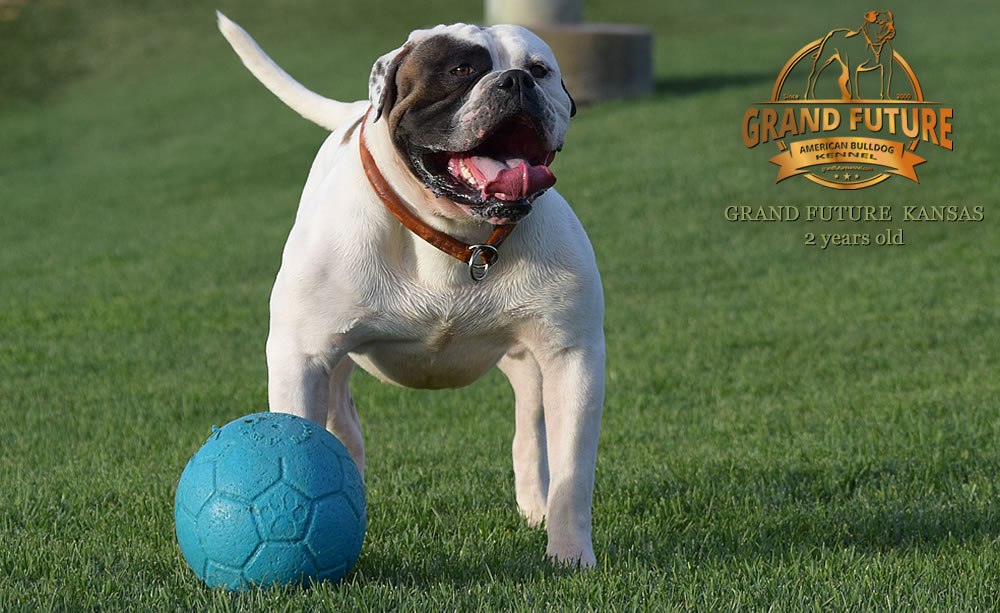 American Bulldog - Grand Future Kansas - American Bulldog Stud