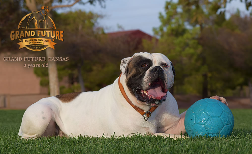 American Bulldog - Grand Future Kansas - American Bulldog Stud