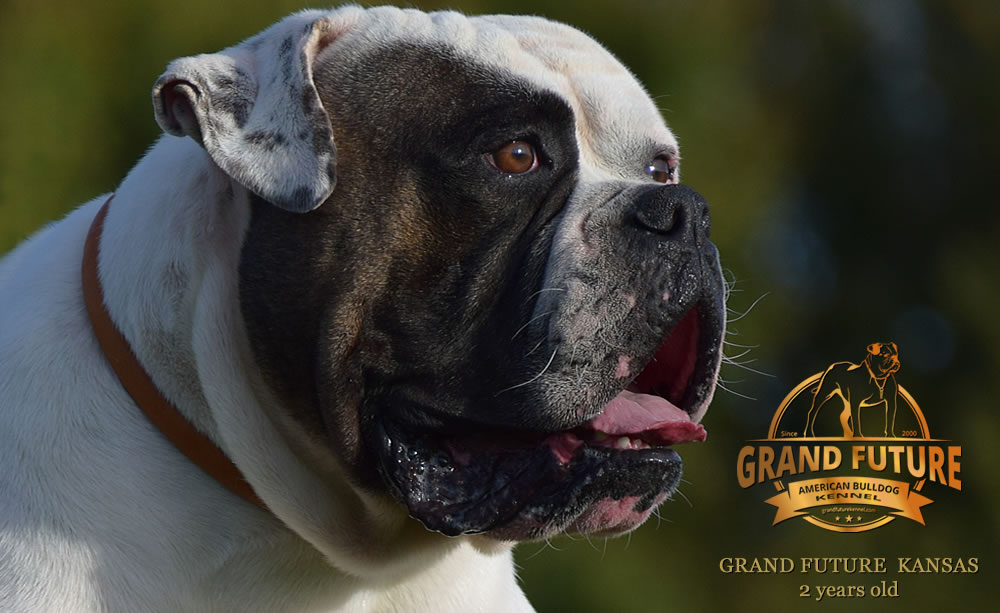 American Bulldog - Grand Future Kansas - American Bulldog Stud