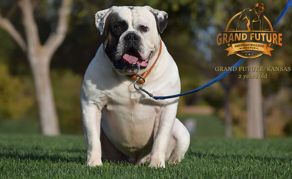 American Bulldog - Grand Future Kansas - American Bulldog Stud