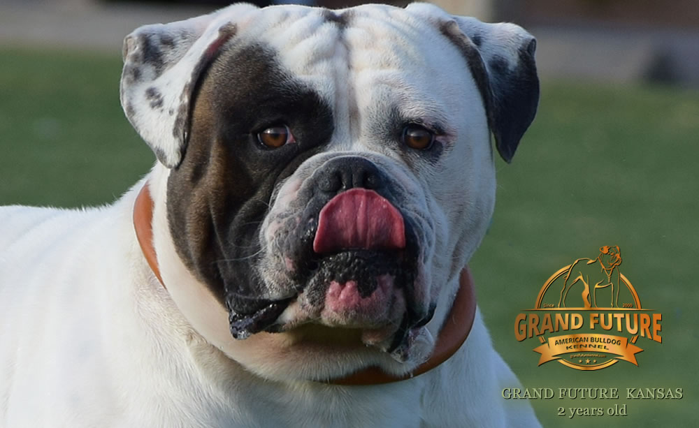 American Bulldog - Grand Future Kansas - American Bulldog Stud