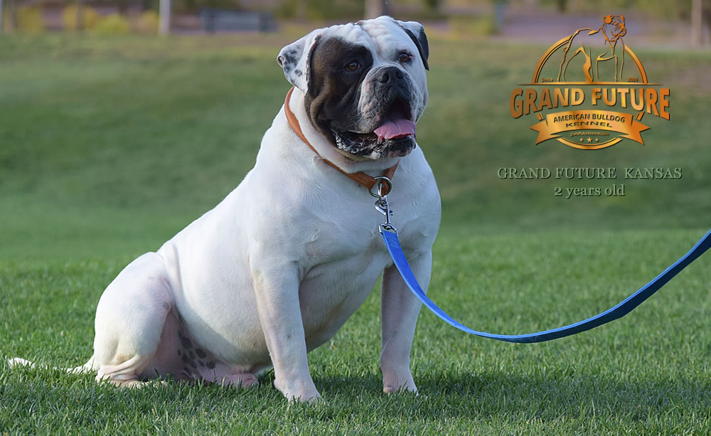 American Bulldog - Grand Future Kansas - American Bulldog Stud