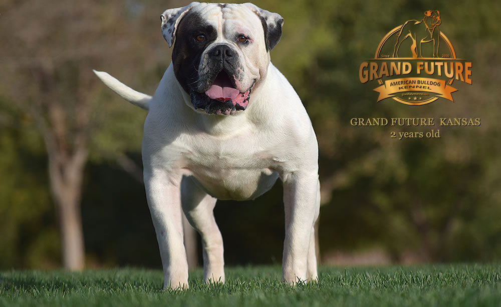 American Bulldog - Grand Future Kansas - American Bulldog Stud