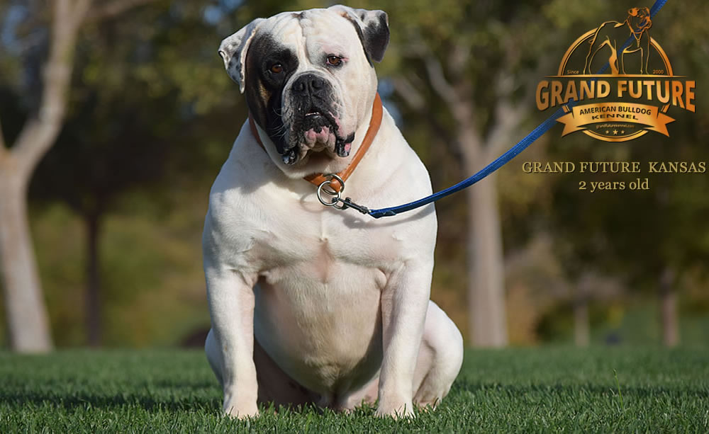 American Bulldog - Grand Future Kansas - American Bulldog Stud