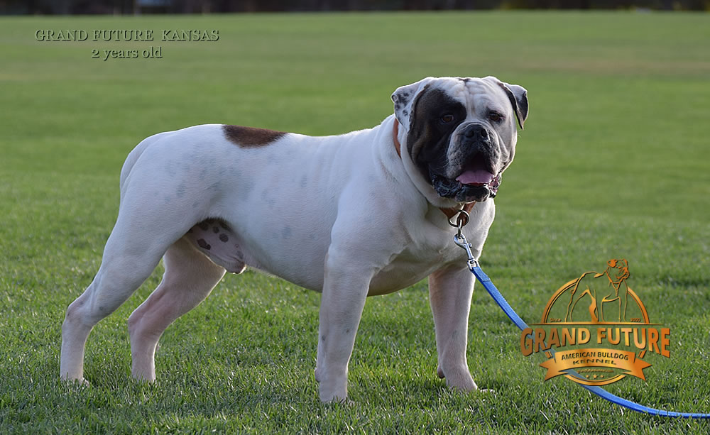 American Bulldog - Grand Future Kansas - American Bulldog Stud