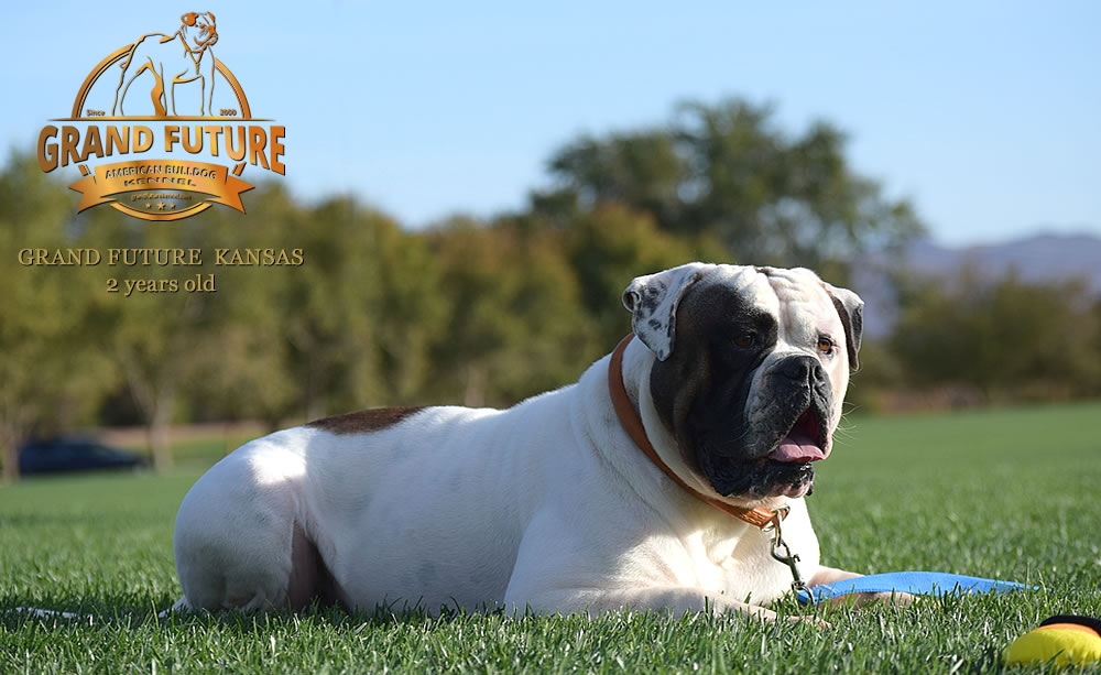 American Bulldog - Grand Future Kansas - American Bulldog Stud