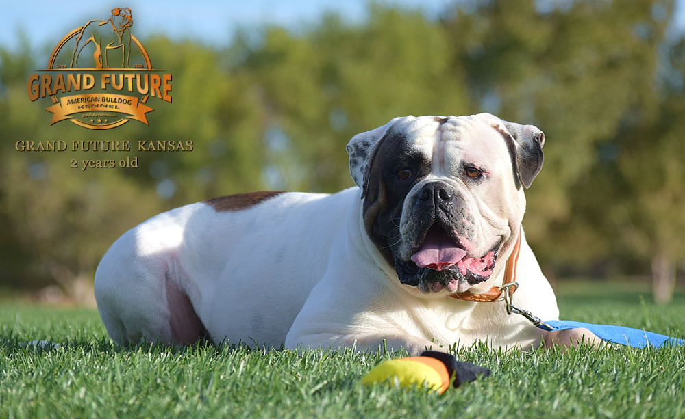 American Bulldog - Grand Future Kansas - American Bulldog Stud