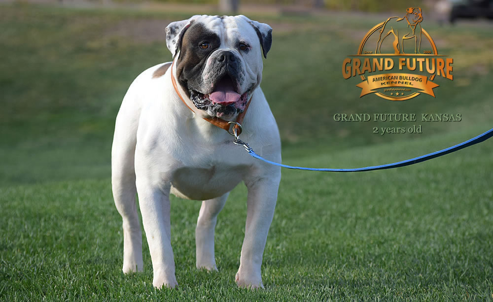 American Bulldog - Grand Future Kansas - American Bulldog Stud