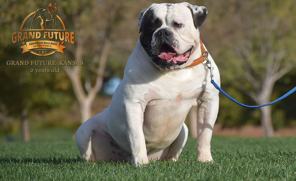 American Bulldog - Grand Future Kansas - American Bulldog Stud