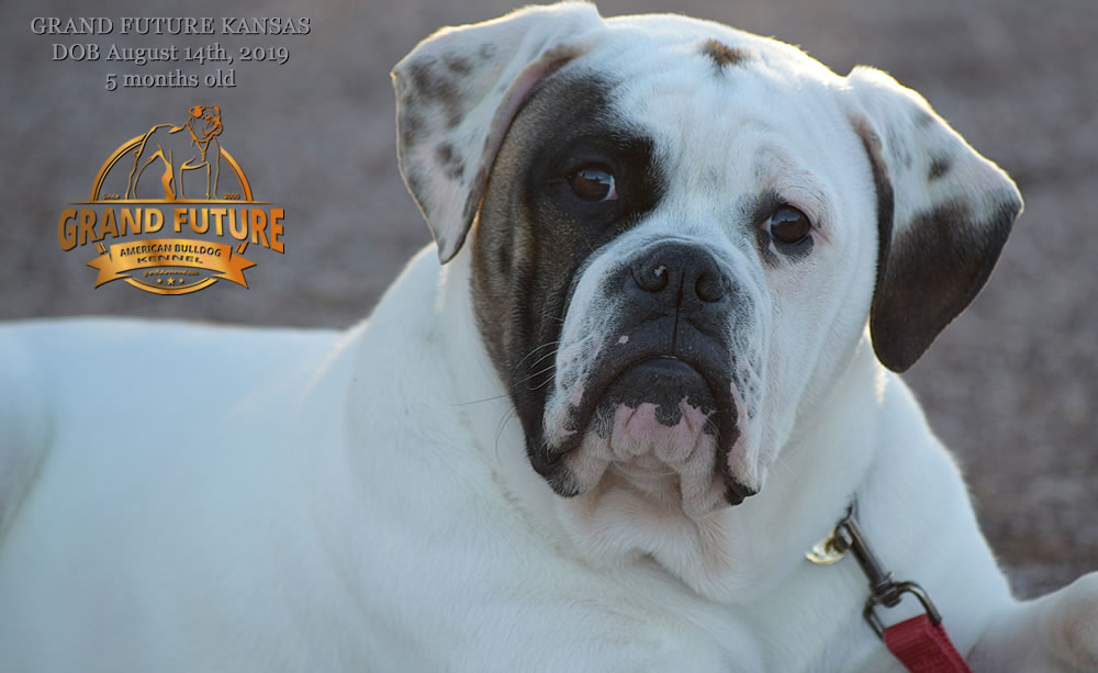 American Bulldog Stud - GRAND FUTURE KANSAS