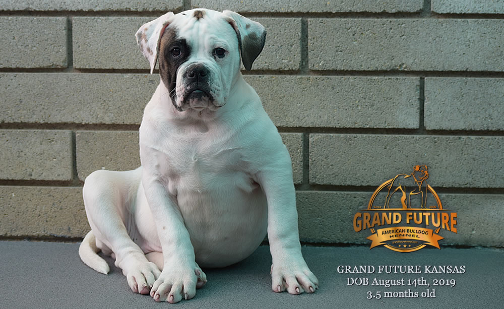 American Bulldog Stud - GRAND FUTURE KANSAS