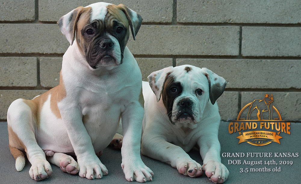 American Bulldog Stud - GRAND FUTURE KANSAS