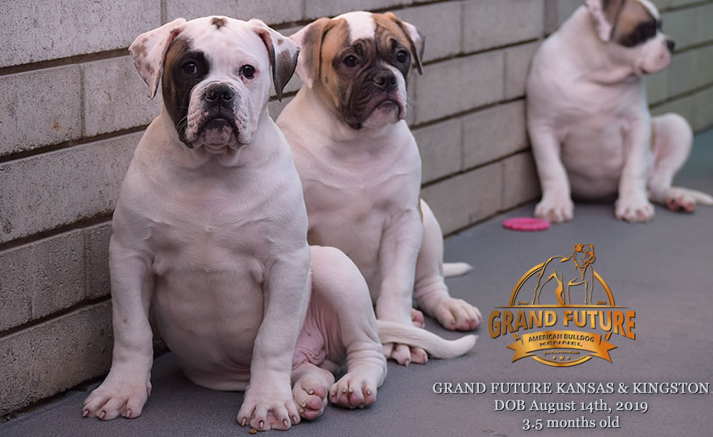 American Bulldog Stud - GRAND FUTURE KANSAS