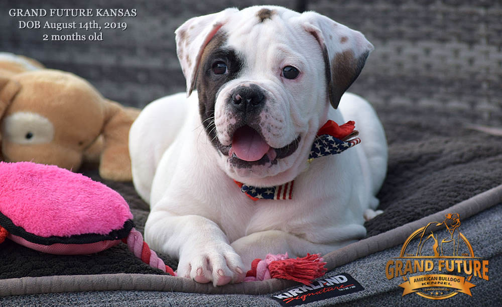 American Bulldog Stud - GRAND FUTURE KANSAS