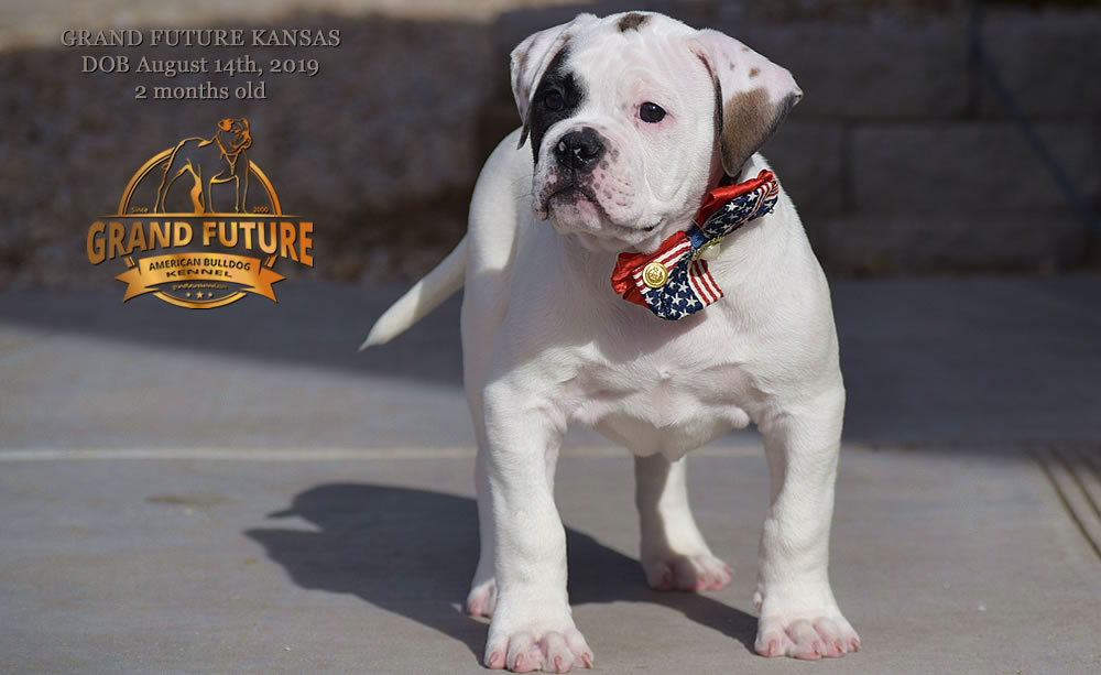 American Bulldog Stud - GRAND FUTURE KANSAS