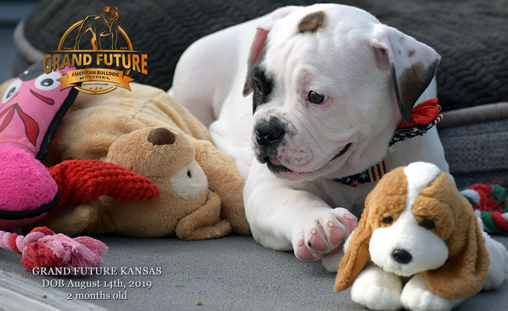 American Bulldog Stud - GRAND FUTURE KANSAS