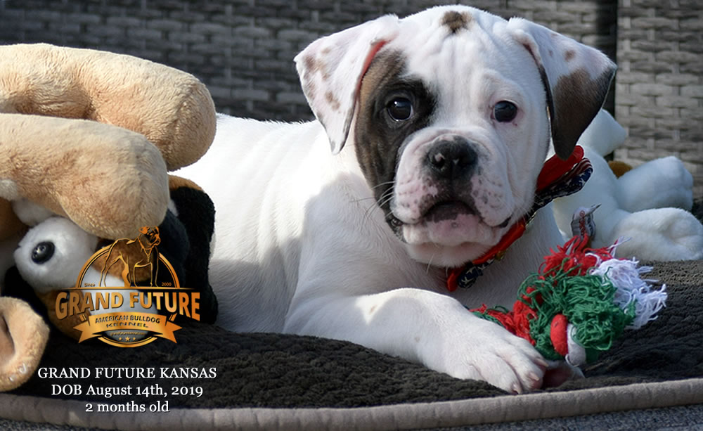 American Bulldog Stud - GRAND FUTURE KANSAS