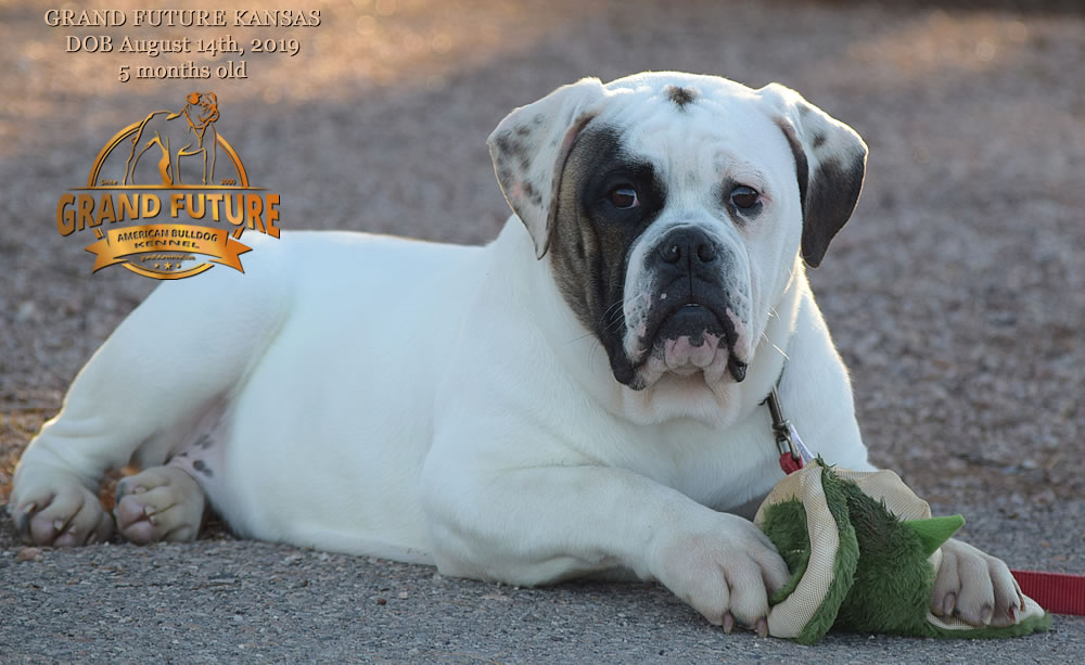 American Bulldog Stud - GRAND FUTURE KANSAS