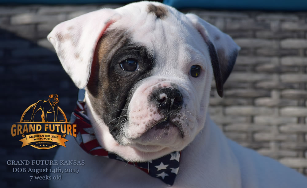 American Bulldog Stud - GRAND FUTURE KANSAS