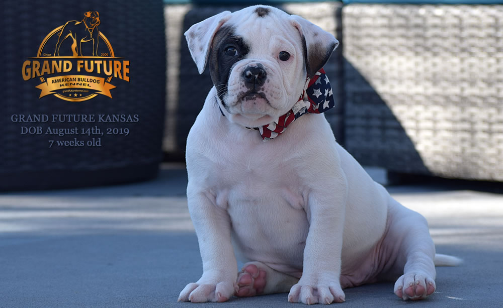 American Bulldog Stud - GRAND FUTURE KANSAS