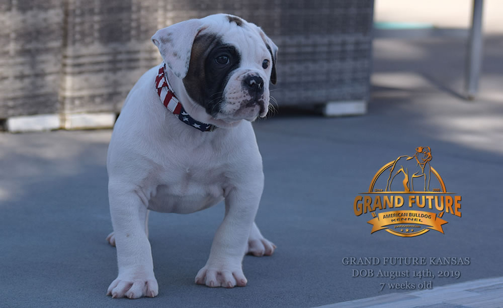 American Bulldog Stud - GRAND FUTURE KANSAS