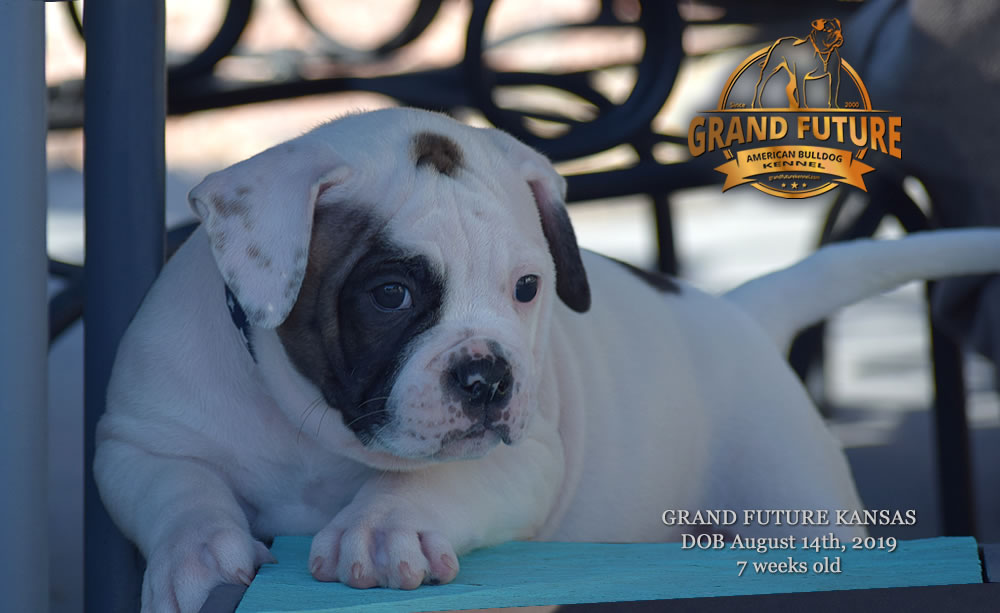 American Bulldog Stud - GRAND FUTURE KANSAS