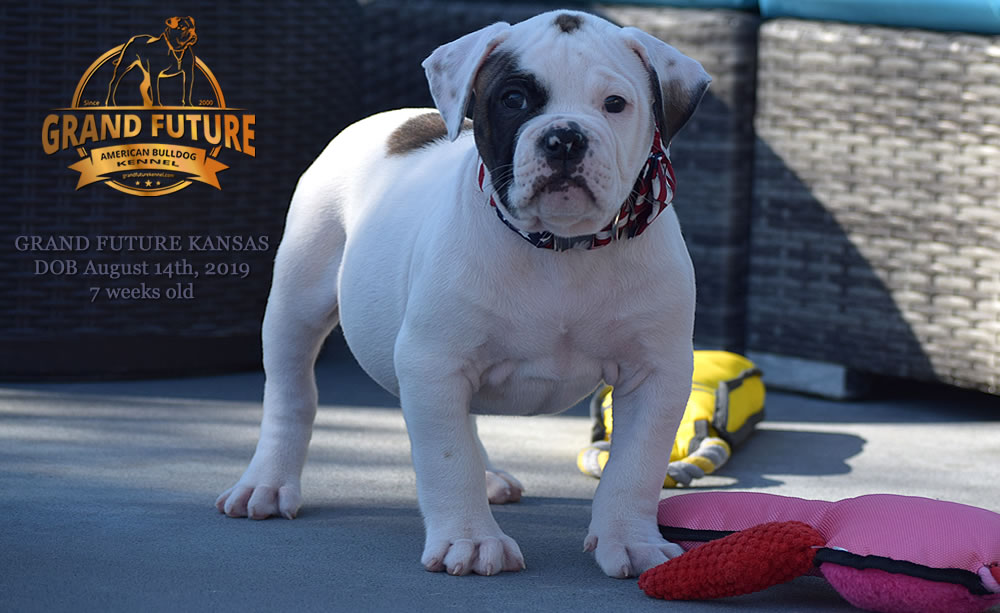 American Bulldog Stud - GRAND FUTURE KANSAS