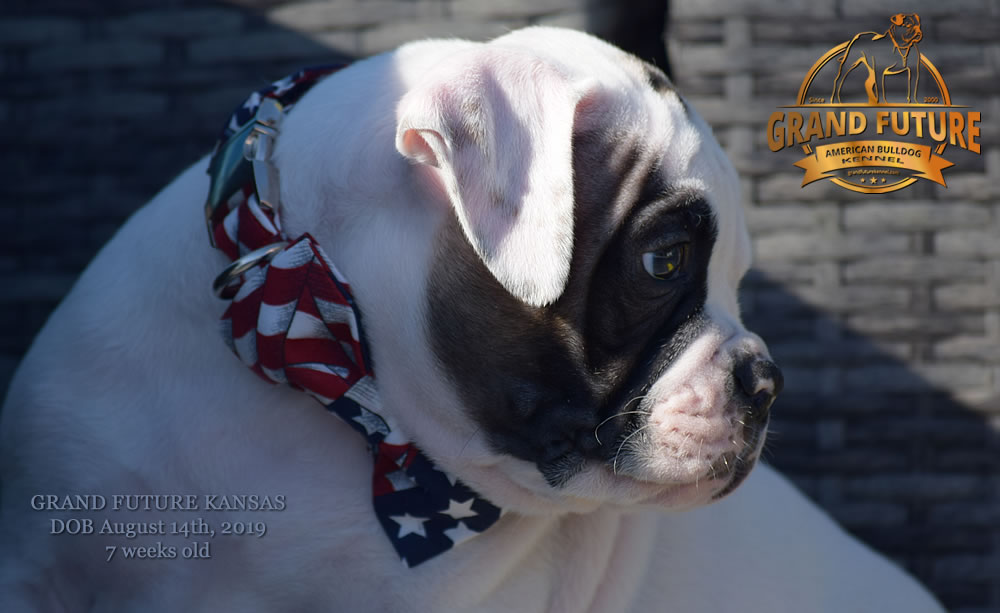 American Bulldog Stud - GRAND FUTURE KANSAS