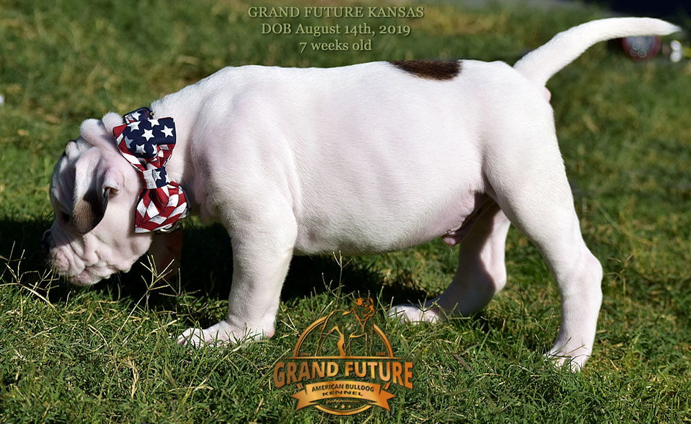 American Bulldog Stud - GRAND FUTURE KANSAS