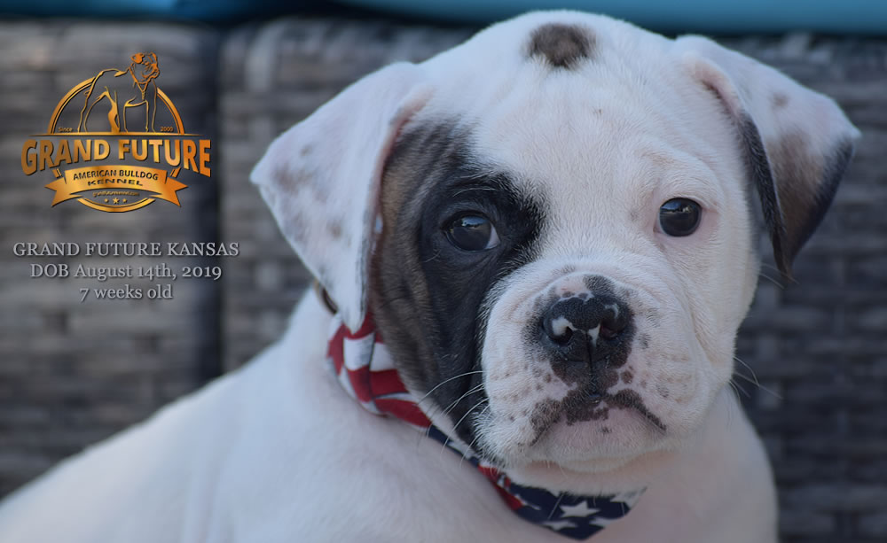 American Bulldog Stud - GRAND FUTURE KANSAS