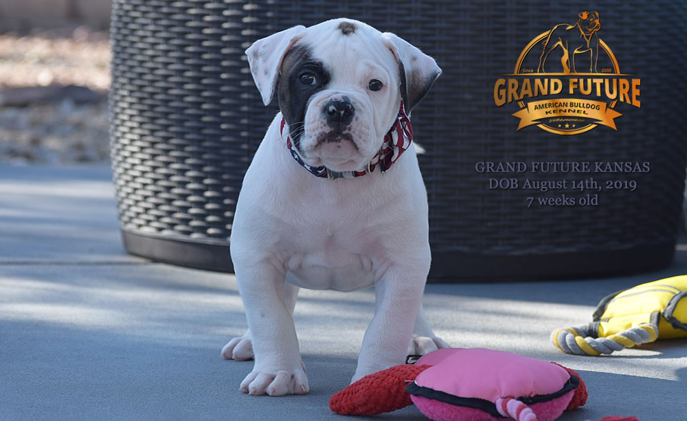 American Bulldog Stud - GRAND FUTURE KANSAS