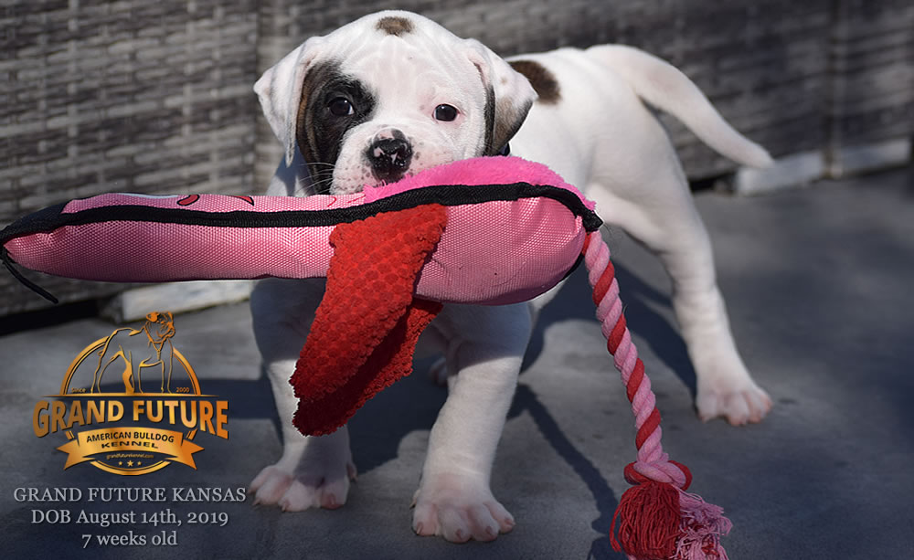 American Bulldog Stud - GRAND FUTURE KANSAS